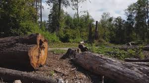 Best Firewood Processing and Delivery  in Boyes Hot Springs, CA