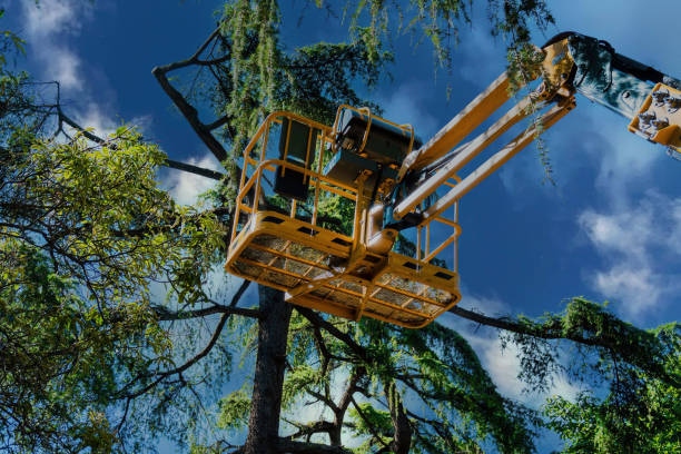 How Our Tree Care Process Works  in  Boyes Hot Springs, CA