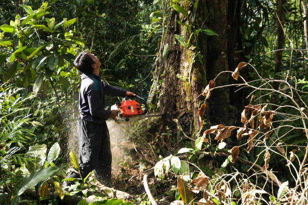Best Root Management and Removal  in Boyes Hot Springs, CA