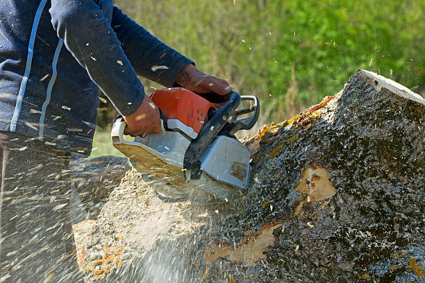 Best Tree Cabling and Bracing  in Boyes Hot Springs, CA