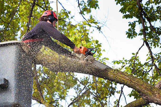 Boyes Hot Springs, CA Tree Removal Company